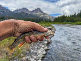 Trout is caught, admired and released in the Wiggins Fork River of Wyoming in the Absoroka Mountains,