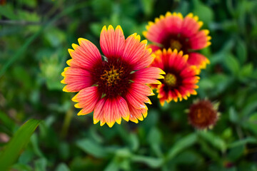 Obraz premium red and yellow flower