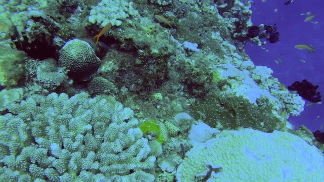 slow motion look out of a eco rich marine system with Redcheek Anthias the Green Anthias or Threadfin Anthias  Comb Wrasse Whitetail Chromis damsel fish Whitetail Dascyllus feather stars and various h
