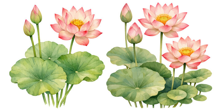 A charming watercolor collection of pink lotus flowers featuring blooming lotus, buds, and large green leaves illustrated in a serene botanical style.