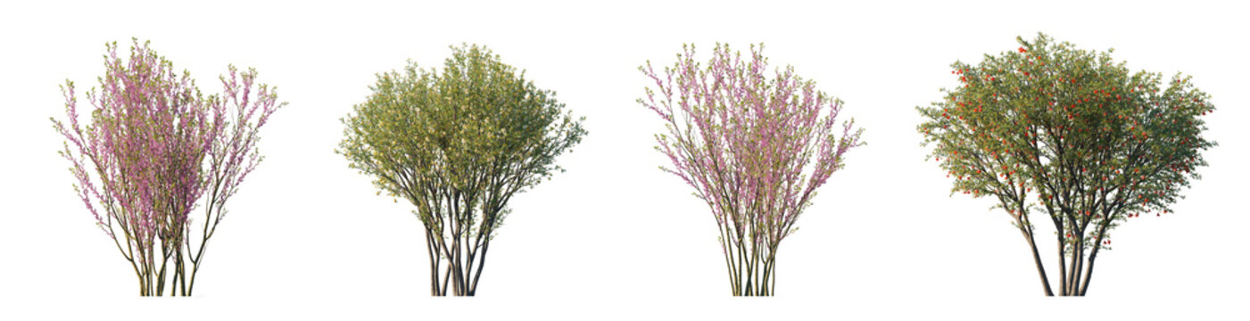 Cercis chinensis and punica granatum flowering trees (chinese redbud, pomegranate) isolated PNG on a transparent background premium nature cutout