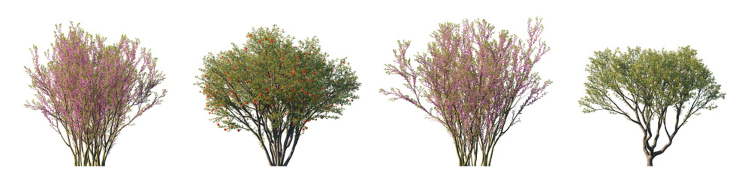 Cercis chinensis and punica granatum flowering trees (chinese redbud, pomegranate) isolated PNG on a transparent background premium nature cutout