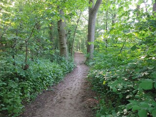 Obraz premium Forest walk path between 2 trees, Hinchingbrooke Country Park, Huntingdon, England, UK