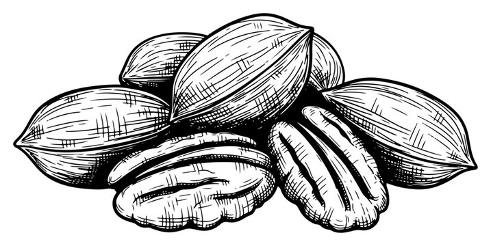 Hand drawn engraving style sketch of pecan nuts in shells and shelled kernels
