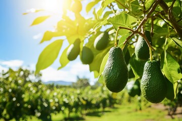 Avocado orchard with ripe fruit hanging on branches under bright sunlight during the day