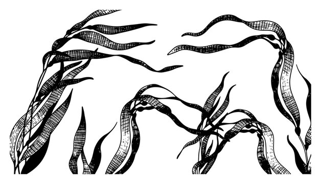 Detailed hand drawn floating seaweed and kelp leaves illustration