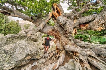 Obraz premium A man is standing in front of a large tree trunk