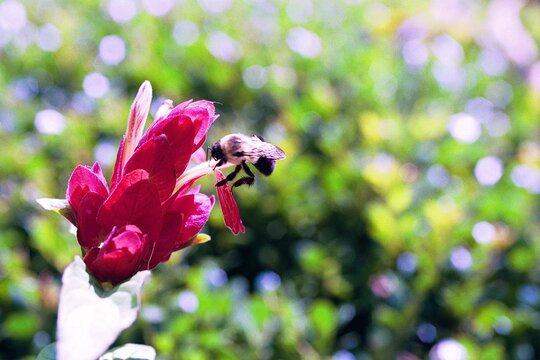 Justicia brandegeeana - Shrimp Plant with Bee
