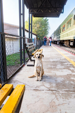 DOG AT CREEL CHEPE TRAIN STATION