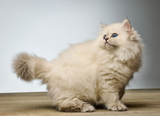 White Siberian colorpoint kitten Neva Masquerade with blue eyes on wooden floor