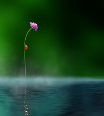 Fototapeta premium Ladybug climbing a slender stem with a pink flower above calm water, green background and soft reflection below