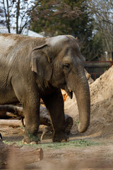 Asian elephant walking in zoo enclosure