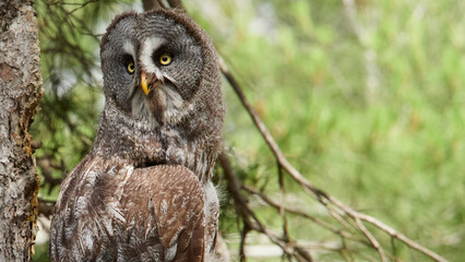 Obraz premium Great grey owl perched on tree with green forest background banner