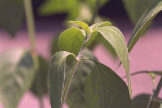 Justicia brandegeeana - Shrimp Plant Foliage
