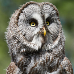 Great grey owl portrait with intense yellow eyes square wildlife image