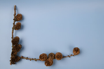 Fototapeta premium Twigs of Larch Cones