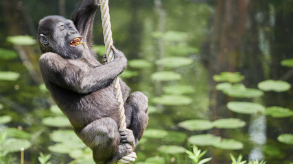 Fototapeta premium Playful gorilla climbing rope with green nature background and copy space
