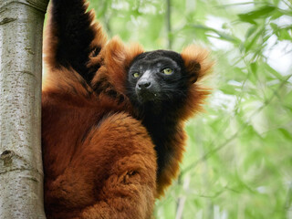 Red ruffed lemur portrait sitting in tree with green background © denisapro