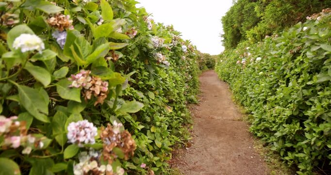 Walking on a path through a field of green hydrangea bloomed bushes with white flowers.