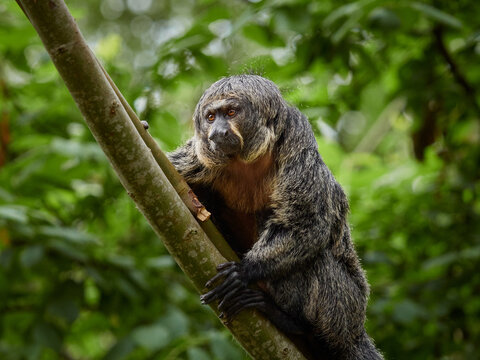 Saki monkey climbing tree branch in tropical rainforest