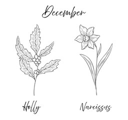 Holly and narcissus - December birth flowers vector illustration set in black and white line art style. Botanical drawing with elegant floral sketch, hand drawn monochrome flower tattoo design. © Kristina