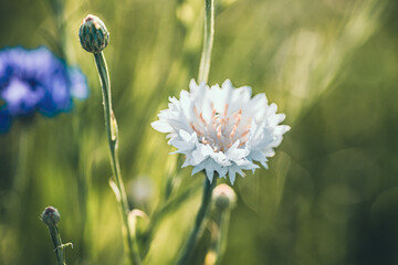 Biały chaber bławatek na letniej łące w promieniach słońca. Delikatne makro z rozmytym tłem i pąkami kwiatów. Idealne na tło, do tematów przyrodniczych i ekologicznych. © Henryk Niestrój
