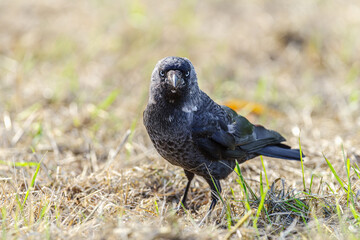Portret kawki zwyczajnej na tle suchej trawy i młodych pędów. Ptak z rodziny krukowatych patrzący w stronę kamery. Dzika natura, ornitologia, miejski ptak, wiosna i ekologia. © Henryk Niestrój