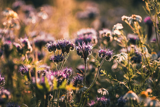 Malownicze pole facelii i rumianku w złotym świetle zachodzącego słońca. Artystyczne ujęcie natury z miękkim bokeh. Idealne na tło, do projekt&oacute;w o ekologii, pszczelarstwie i letnim nastroju.