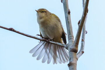 Mały ptak śpiewający (pierwiosnek lub piecuszek) siedzący na gałęzi z rozłożonym wachlarzowato ogonem. Portret ptaka na jasnym tle nieba, detale piór i pąki na drzewie wczesną wiosną. © Henryk Niestrój