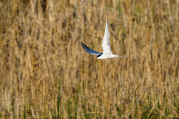 Rybitwa rzeczna w locie nad trzcinowiskiem. Dynamiczne ujęcie ptaka wodnego na tle wysuszonych trzcin. Dzika przyroda w naturalnym środowisku podczas słonecznego dnia. © Henryk Niestrój