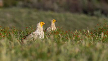 Egyptian Vulture taken on green grass.