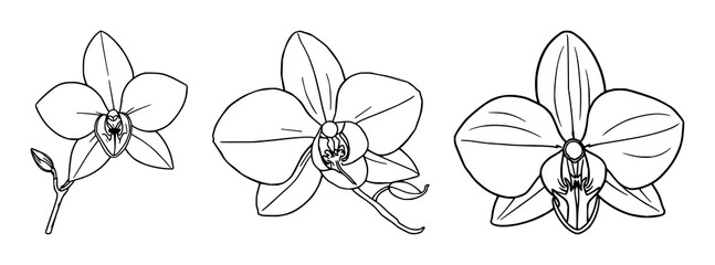 Vanilla orchid set with fine line art, botanical spice aesthetic, elegant thin lines, white background featuring pods, flowers, silk with orchids and vines