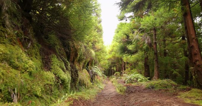A forest path with a lot of moss and green plants in Sao Miguel, Azores