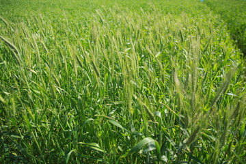 Obraz premium green wheat field in the wind