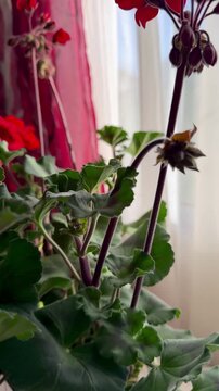 Blooming geranium bush, red flowers, green leaves. Evergreen tropical plant.