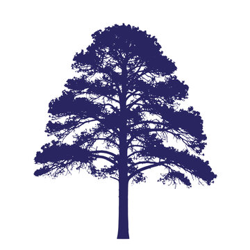 Silhouette of a large pine tree with sprawling branches and leaves isolated on white background