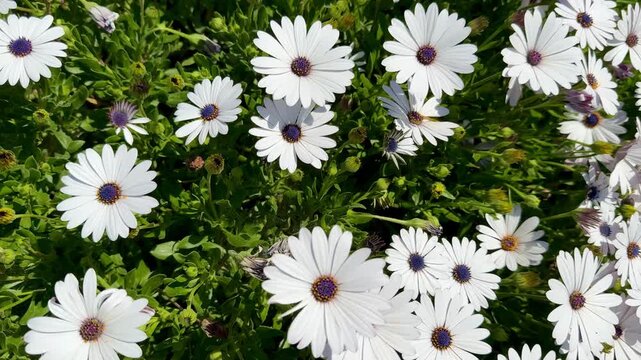 A close-up shot of an African daisy, Osteospermum, growing in a garden. The flowers bloom in spring.
