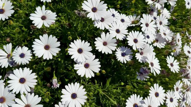 A close-up shot of an African daisy, Osteospermum, growing in a garden. The flowers bloom in spring.