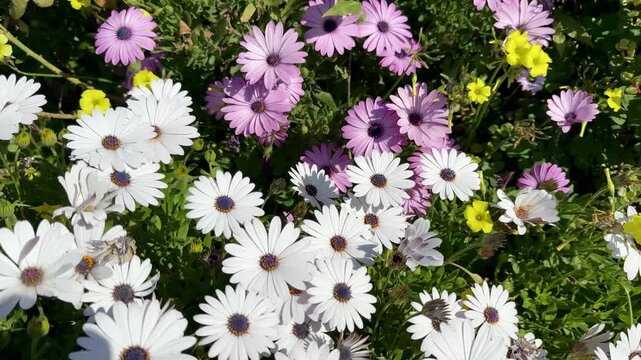 A close-up shot of an African daisy, Osteospermum, growing in a garden. The flowers bloom in spring.