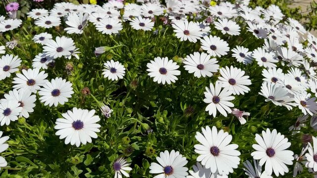 A close-up shot of an African daisy, Osteospermum, growing in a garden. The flowers bloom in spring.