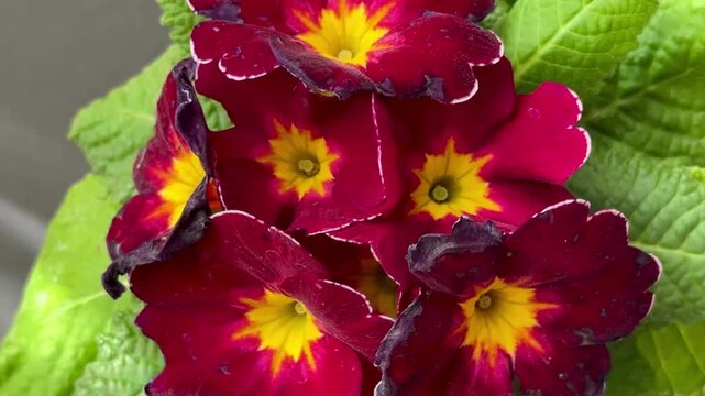 Close-up of red primrose flowers. Tropical flowers shot at close range.