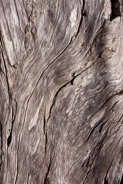 tree bark texture background