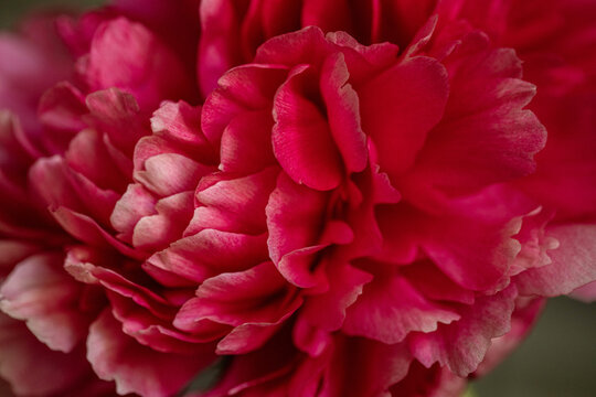 pink peony flower blossom macro