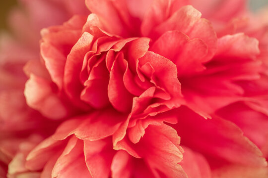 peony flower blossom macro