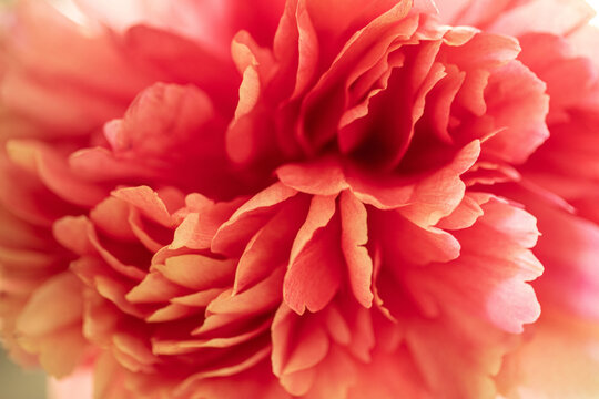 peony flower blossom 