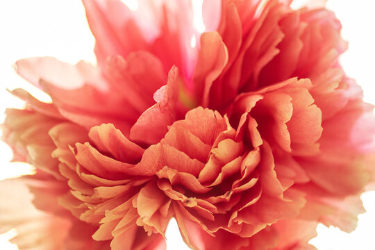 peony flower blossom close-up