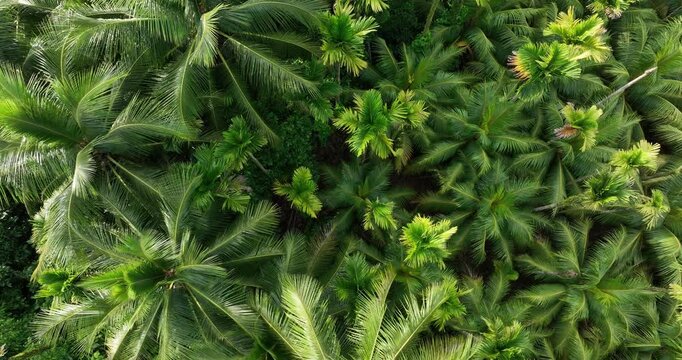 Aerial footage view of coconut trees field