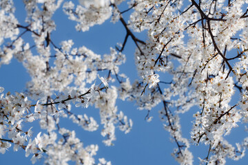 Obraz premium Flowering cherry against a blue sky. Cherry blossoms. Spring background