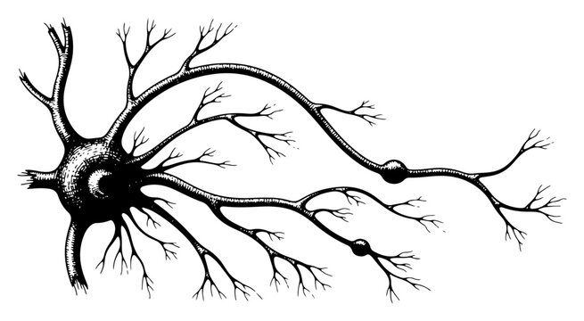 Hand drawn vintage style illustration of a human nerve cell or neuron with long branching axons