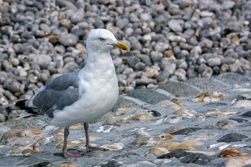 Obraz premium Seagull standing on pebble beach in Étretat, Normandy, France.